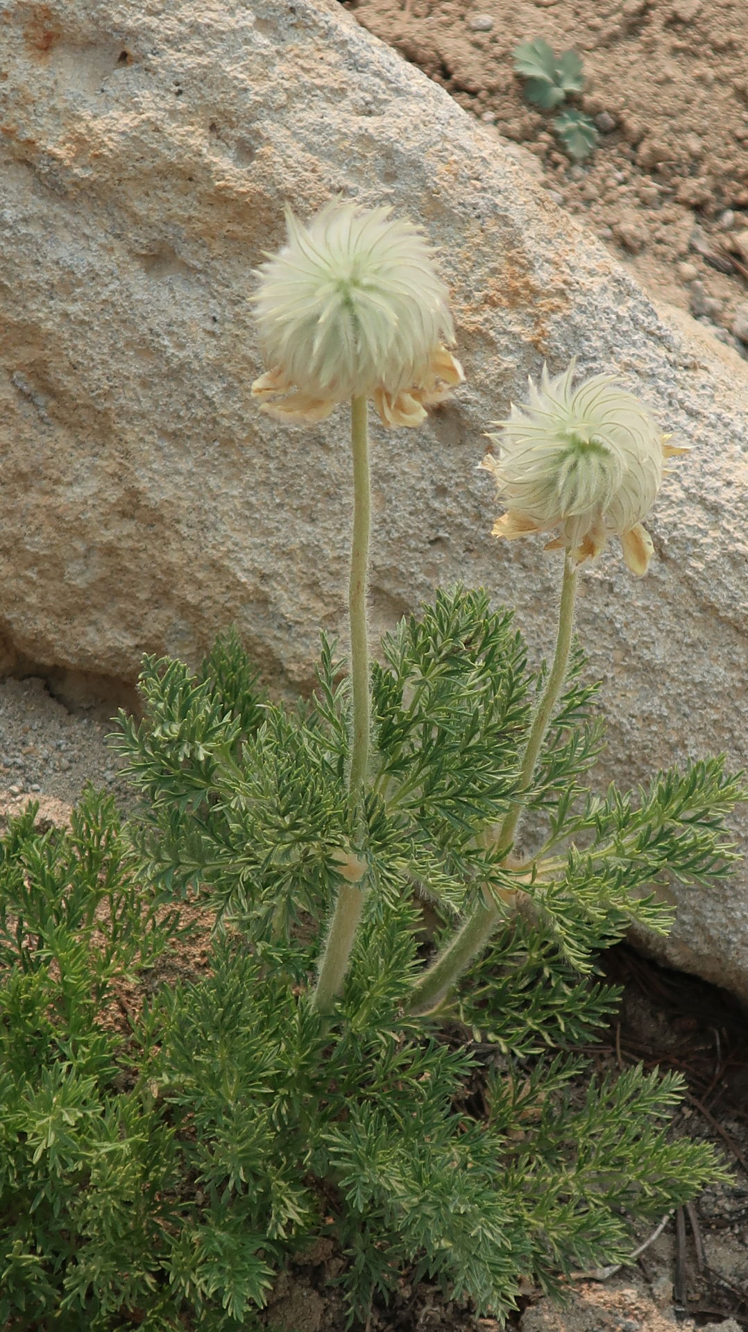 Pasqueflower